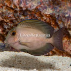 Orange Stripe Bristletooth Tang (click for more detail)