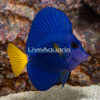 Purple Tang (click for more detail)