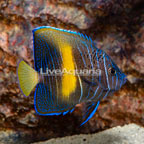 Maculosus Angelfish, Sub-Adult (click for more detail)