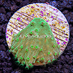 LiveAquaria® Cabbage Leather Coral  (click for more detail)