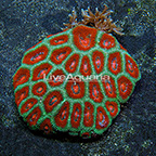 Aussie Micromussa Coral (click for more detail)