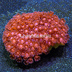 Flowerpot Coral Indonesia (click for more detail)