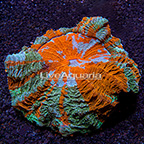 Meat Coral Indonesia (click for more detail)