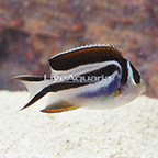 Bellus Angelfish, Female  (click for more detail)