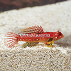 Ruby Red Scooter Dragonet, Male (click for more detail)