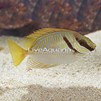 Blue-Lined Rabbitfish (click for more detail)