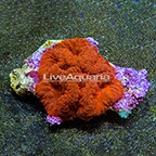 Blastomussa Coral Combo Indonesia (click for more detail)