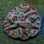 Symphyllia Brain Coral Indonesia (click for more detail)