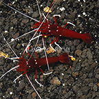 Blood Red Fire Shrimp (Bonded Pair) (click for more detail)