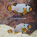 Frostbite Clownfish (Bonded Pair) (click for more detail)