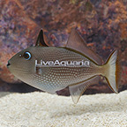Blue Throat Triggerfish, Female (click for more detail)