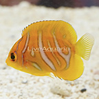 Captive-Bred Extreme Misbar Regal Angelfish EXPERT ONLY (click for more detail)