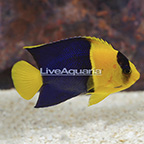 Bicolor Angelfish (click for more detail)