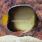 Xanthurus Cream Angelfish (click for more detail)