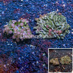 Zoanthus Coral Vietnam, Two Pack (click for more detail)
