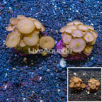 Protopalythoa Coral Indonesia, Two Pack (click for more detail)