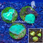 LiveAquaria® Cultured Green Cabbage Leather Coral, Three Pack (click for more detail)