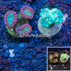 LiveAquaria® Cultured Caulastrea Coral, Two Pack (click for more detail)