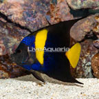 Asfur Angelfish (click for more detail)