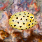 Cubicus Boxfish EXPERT ONLY (click for more detail)