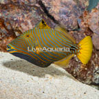 Undulated Triggerfish (click for more detail)