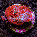 LiveAquaria® Rainbow Chalice Coral (click for more detail)