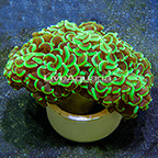 Hammer Coral Indonesia (click for more detail)