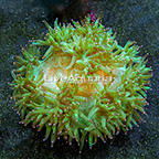 Elegance Coral Indonesia (click for more detail)