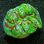 Aussie Open Brain Coral  (click for more detail)