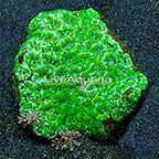 Aussie Micromussa Coral Combo (click for more detail)