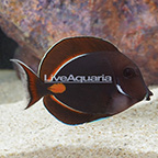 Achilles Tang, Adult EXPERT ONLY (click for more detail)