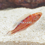 Splendid Pintail Fairy Wrasse Terminal Phase Male (click for more detail)