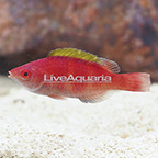 Yellow Fin Fairy Wrasse  (click for more detail)