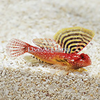 Ruby Red Scooter Dragonet, Male (click for more detail)