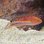 Splendid Pintail Fairy Wrasse Terminal Phase Male (click for more detail)