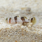 Black Barred Circus Goby  (click for more detail)