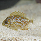Biota Tank Raised Golden Lined Rabbitfish (click for more detail)