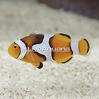 Picasso Percula Clownfish (click for more detail)