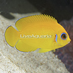 Fijian Lemon Peel Angelfish (click for more detail)