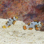 Helmet Percula Clownfish (Bonded Pair) (click for more detail)