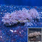 Xenia Coral Indonesia (click for more detail)