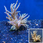 Sinularia Leather Coral Vietnam (click for more detail)