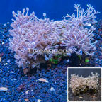 Xenia Coral Indonesia (click for more detail)