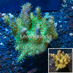 Devil's Hand Leather Coral Indonesia (click for more detail)