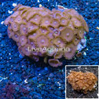 Zoanthus Coral Vietnam (click for more detail)