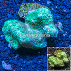 Hydnophora Coral Tonga (click for more detail)