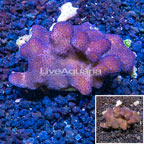 Stylophora Coral Tonga (click for more detail)