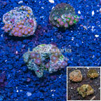 Zoanthus Coral Indonesia, Three Pack (click for more detail)