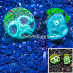 LiveAquaria® Cultured Goniastrea Brain Coral, Two Pack (click for more detail)
