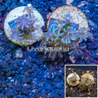 LiveAquaria® Cultured Anthelia Coral, Two Pack (click for more detail)